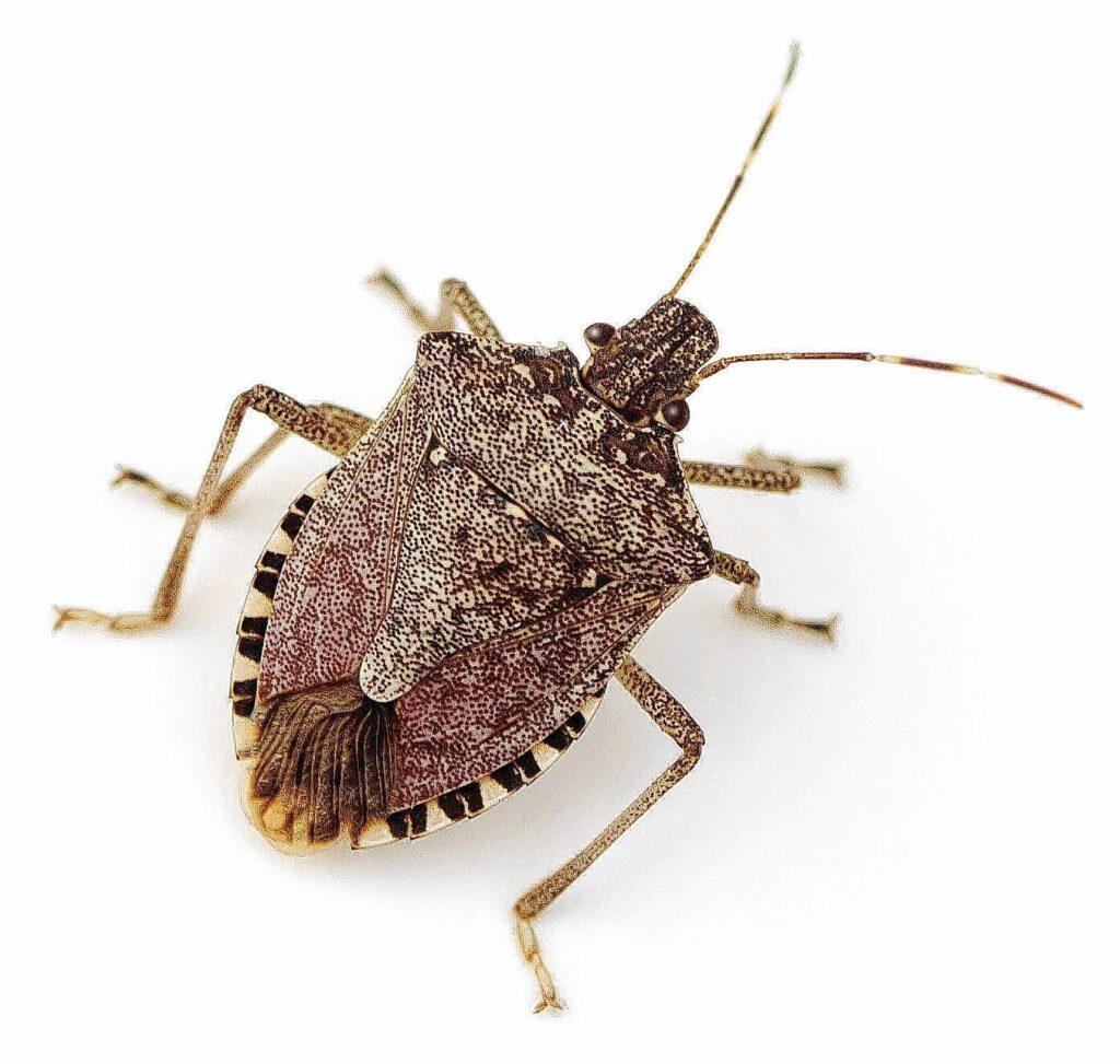Stink Bug wallpapers, Animal, HQ Stink Bug pictures