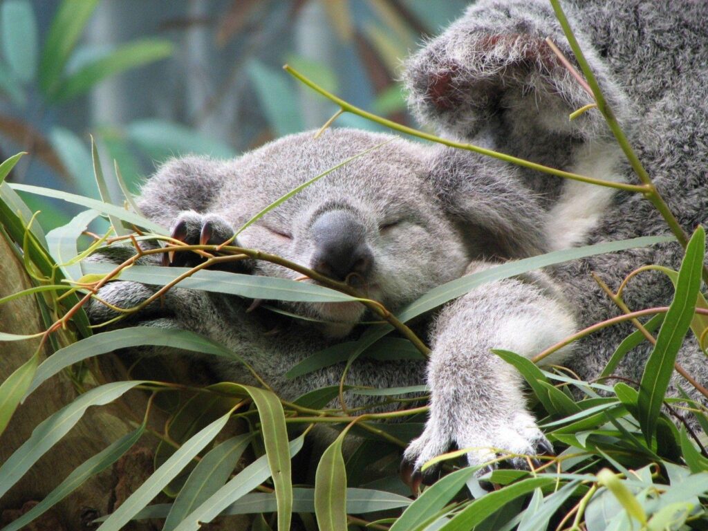 Download Koala Wallpapers  High Resolution