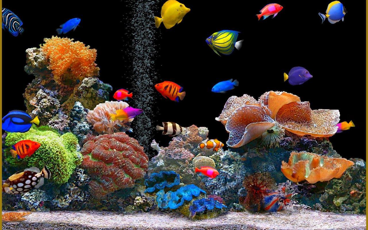 Aquariums Wallpaper Aquarium Wallpapers 2K wallpapers and backgrounds