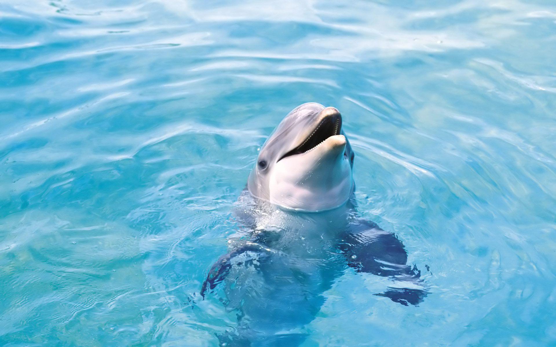 Cute Dolphin Wallpapers