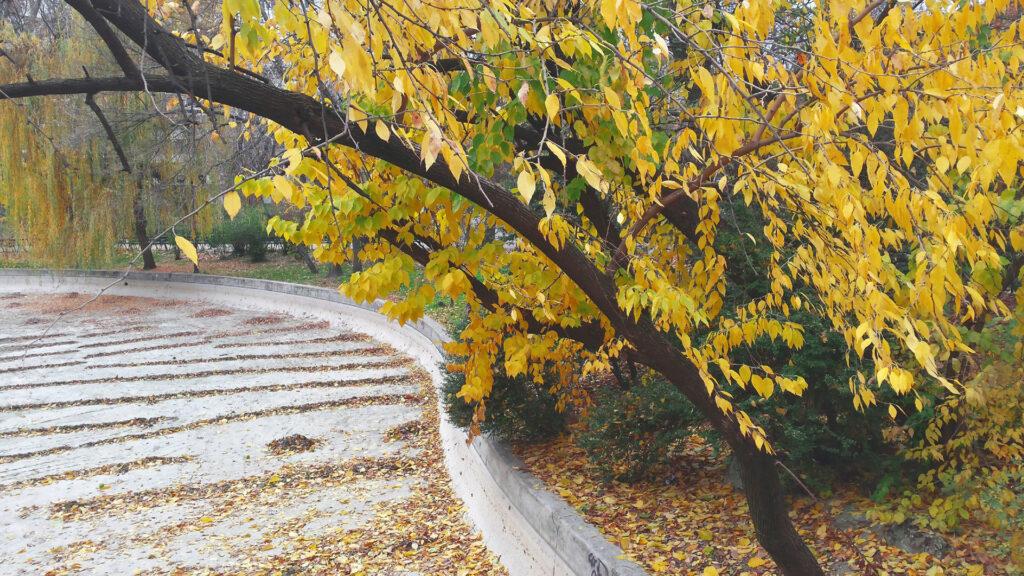 OC Autumn in Cişmigiu Park, Bucharest