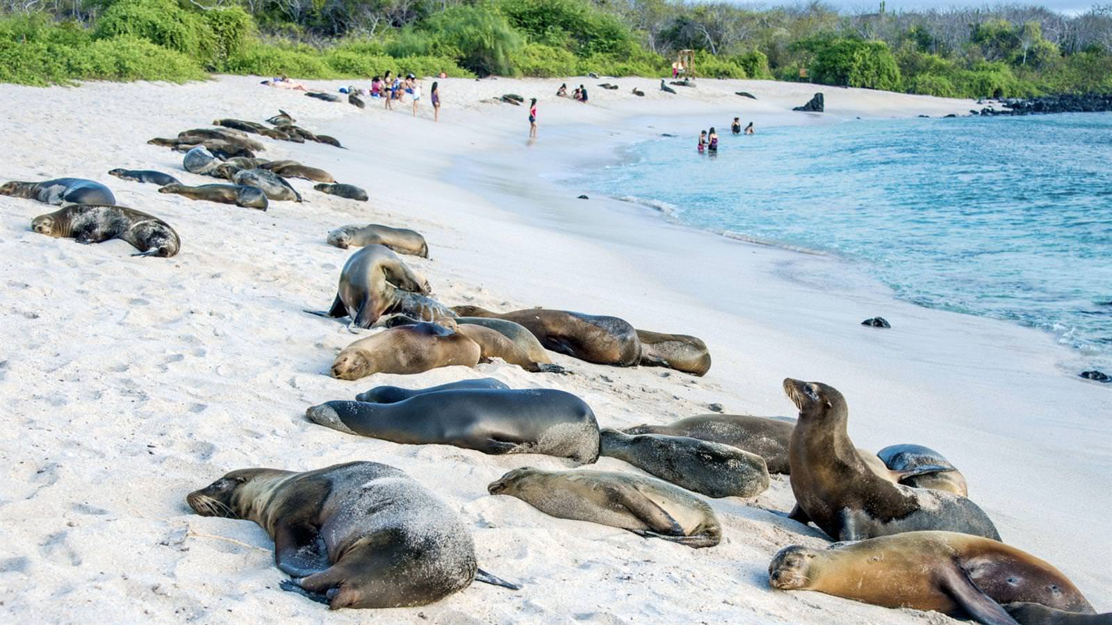 Cruise In The Galapagos Islands July – ,