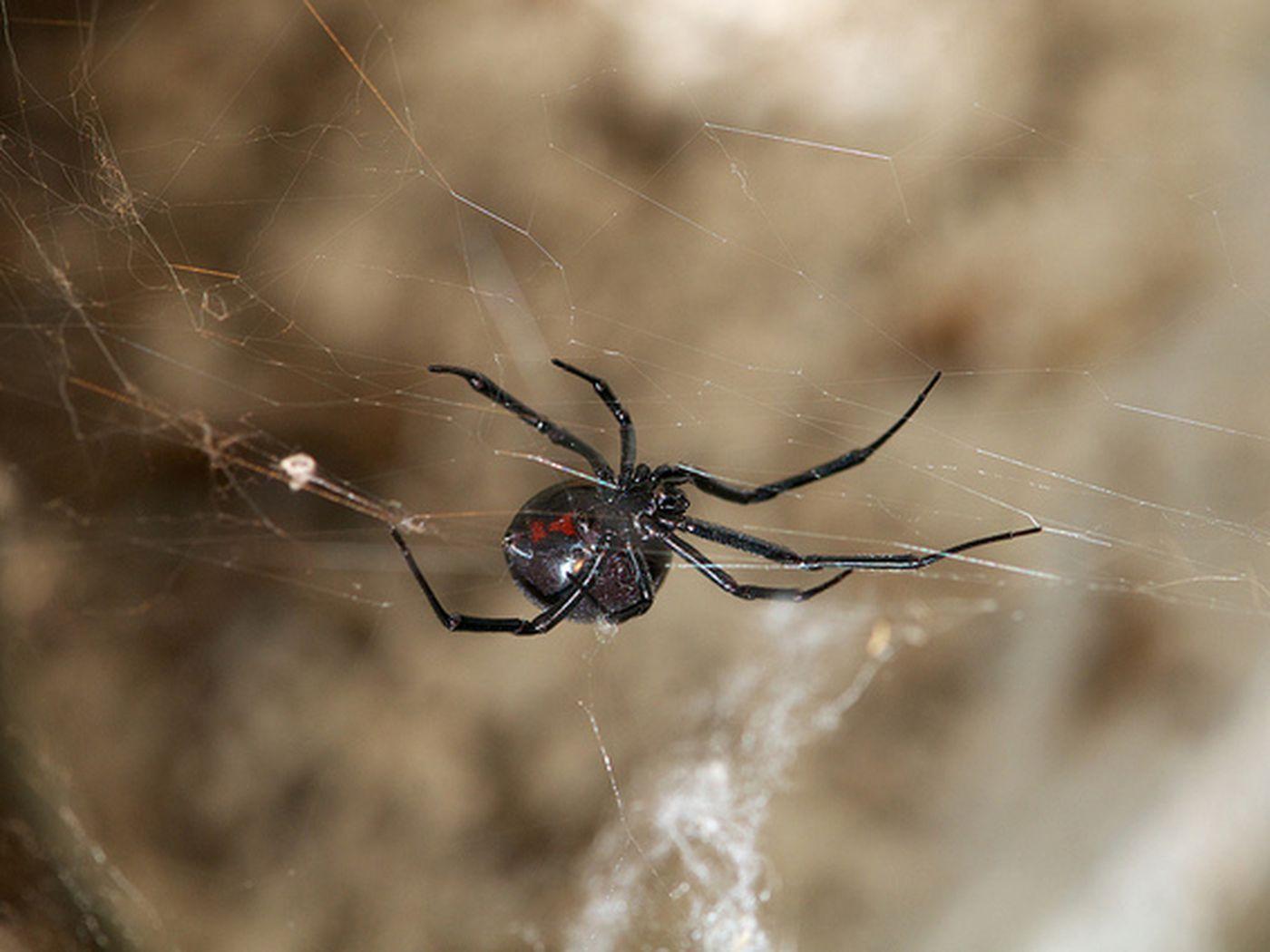 This virus steals DNA from black widow spider venom to attack its