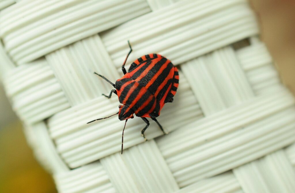 Red and black banded stink bug 2K wallpapers