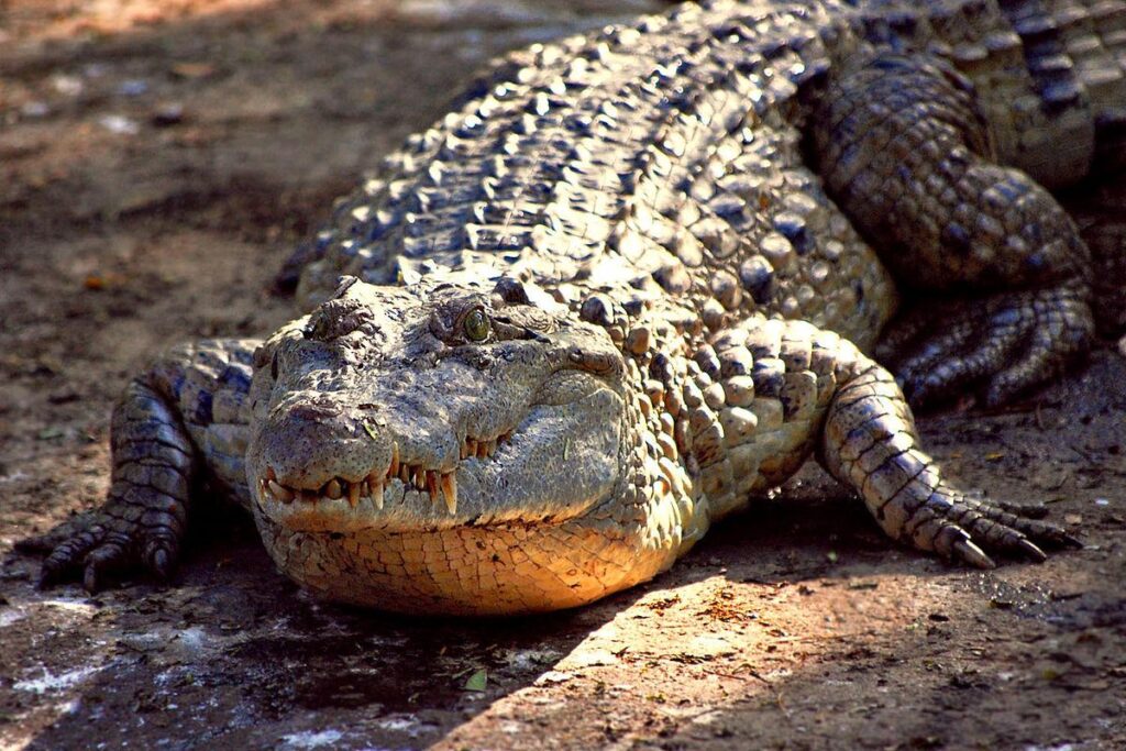 Alligator Reptile 2K Photos Wallpapers Download
