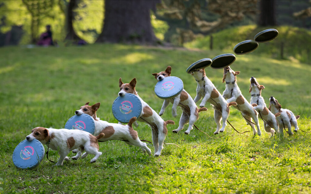 Dog frisbee catch wallpapers