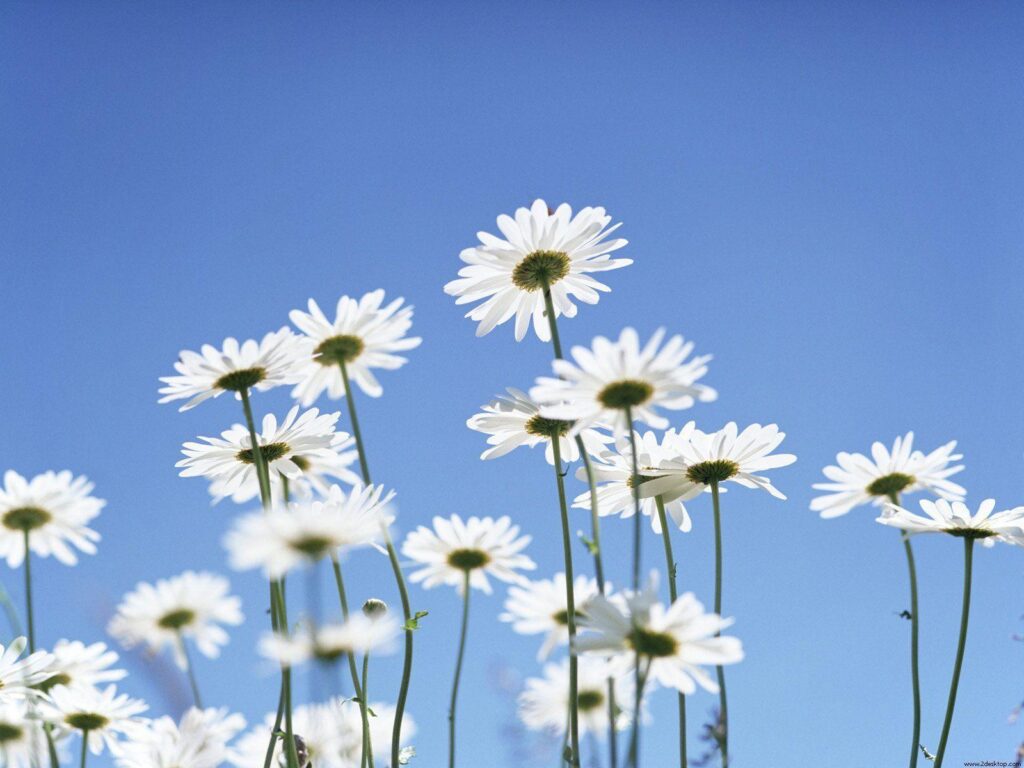 Wallpapers For – Daisy Iphone Wallpapers