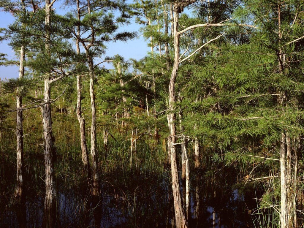 Nature Dwarf Cypress Forest Everglades National Park Florida