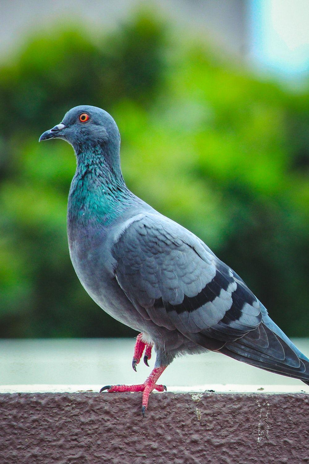 Pigeon Pictures