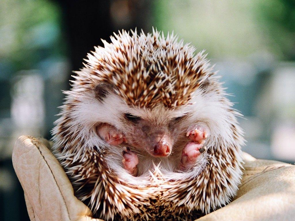 Small Hedgehogs Wallpapers High Quality