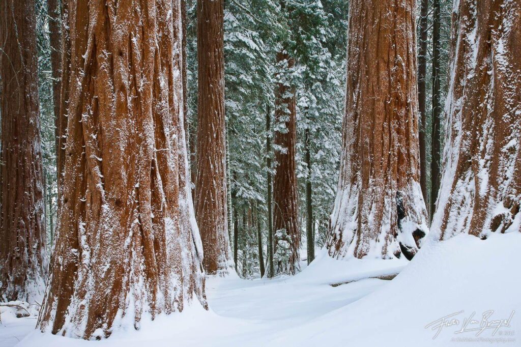 Winter Wonder Woods King’s Canyon NP, CA Art in Nature Photography