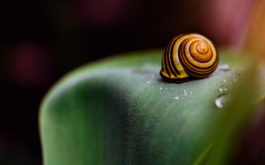 Snail Wallpapers, PC, Lap 4K Snail Backgrounds in FHD