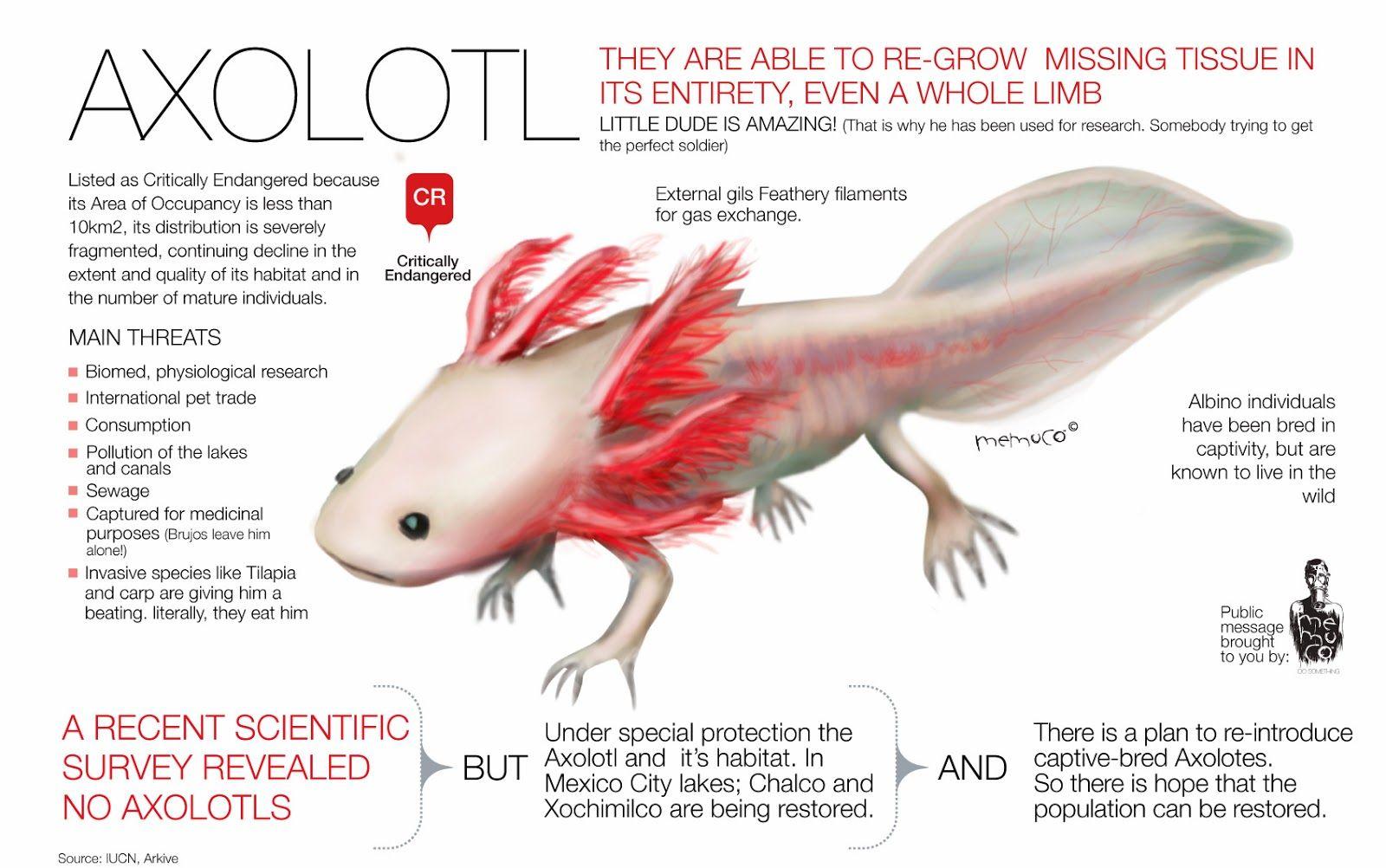 Rules of the Jungle The Mexican Axolotl