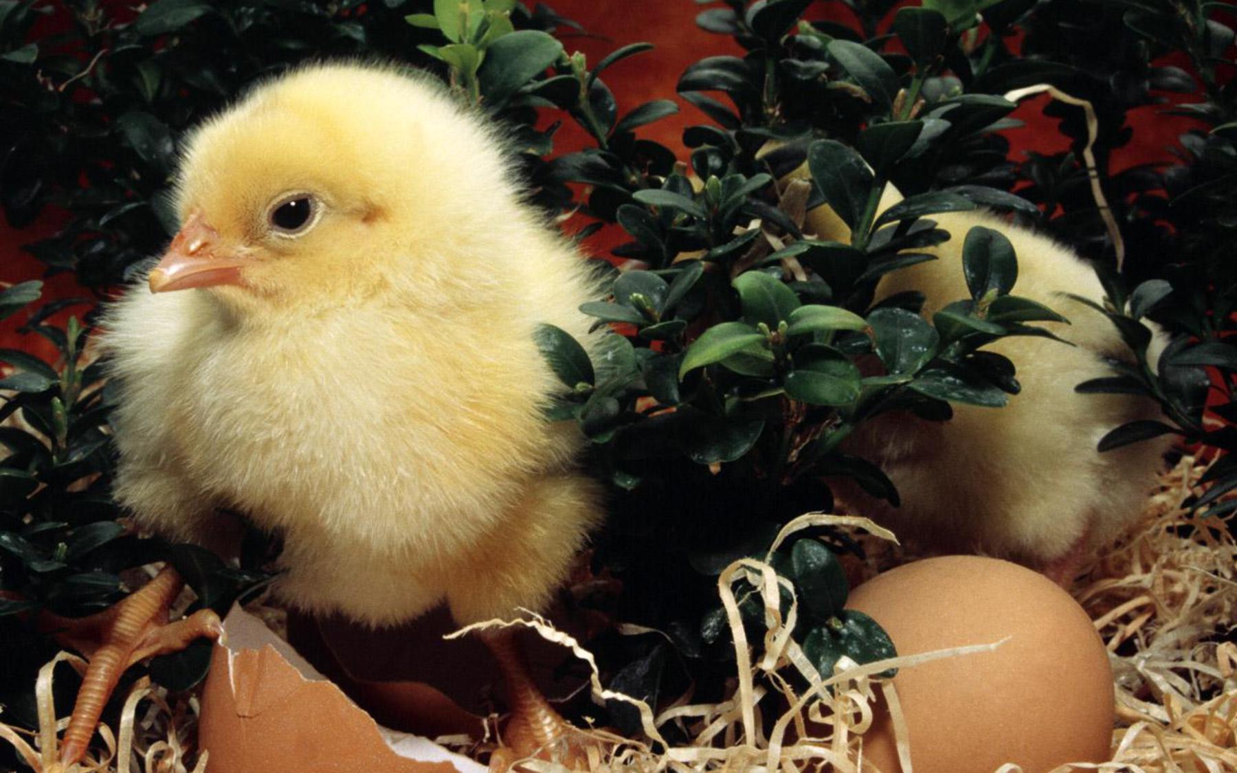 Free New Born Easter Day Chick Picture Wallpapers