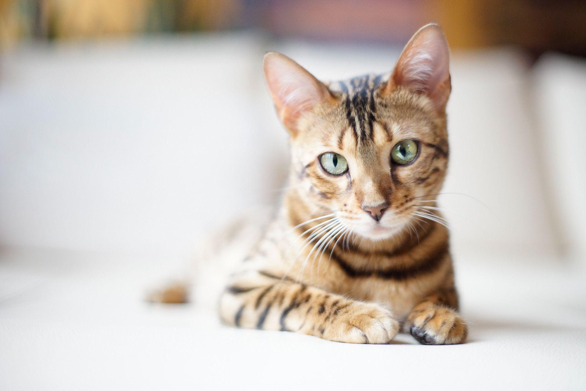 Beautiful Bengal cat on a light backgrounds wallpapers and Wallpaper