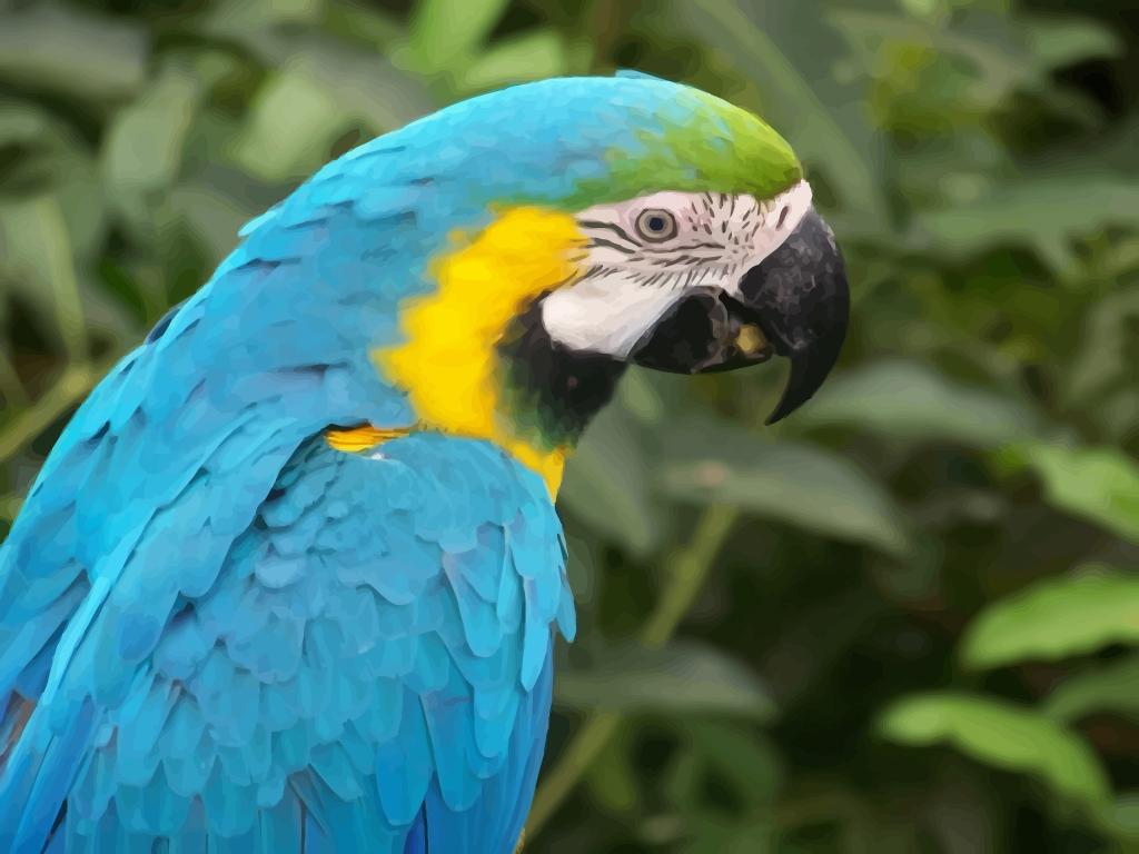 Macaw Parrot Wallpapers Vector Art & Graphics
