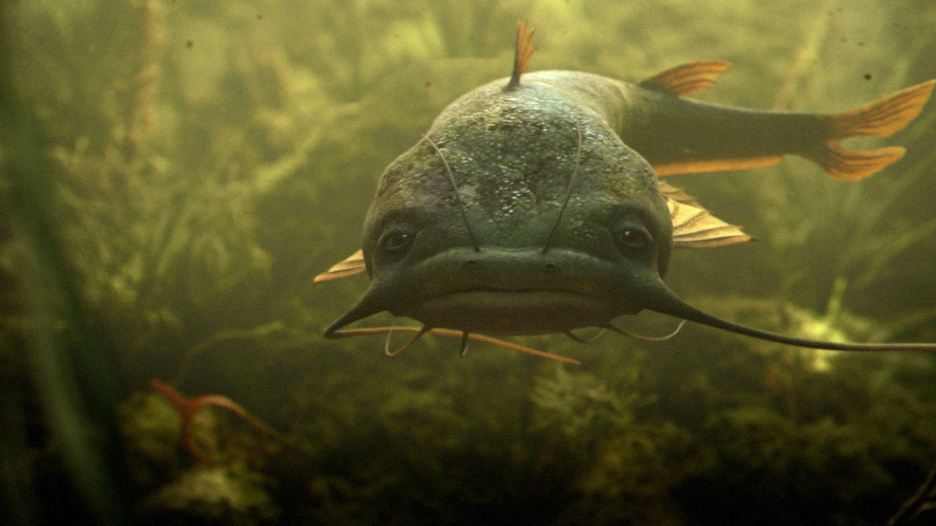 Wallpaper For – Pictures Of Catfish