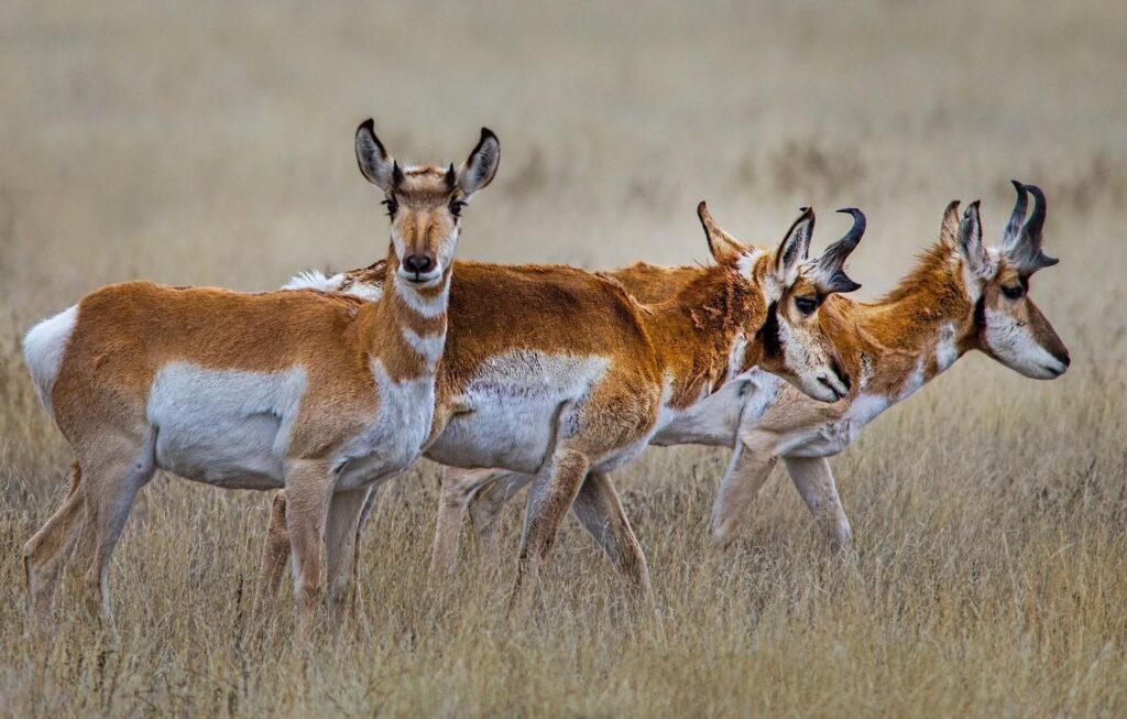 Wallpapers grass, horns, the herd, antelope, pronghorn Wallpaper