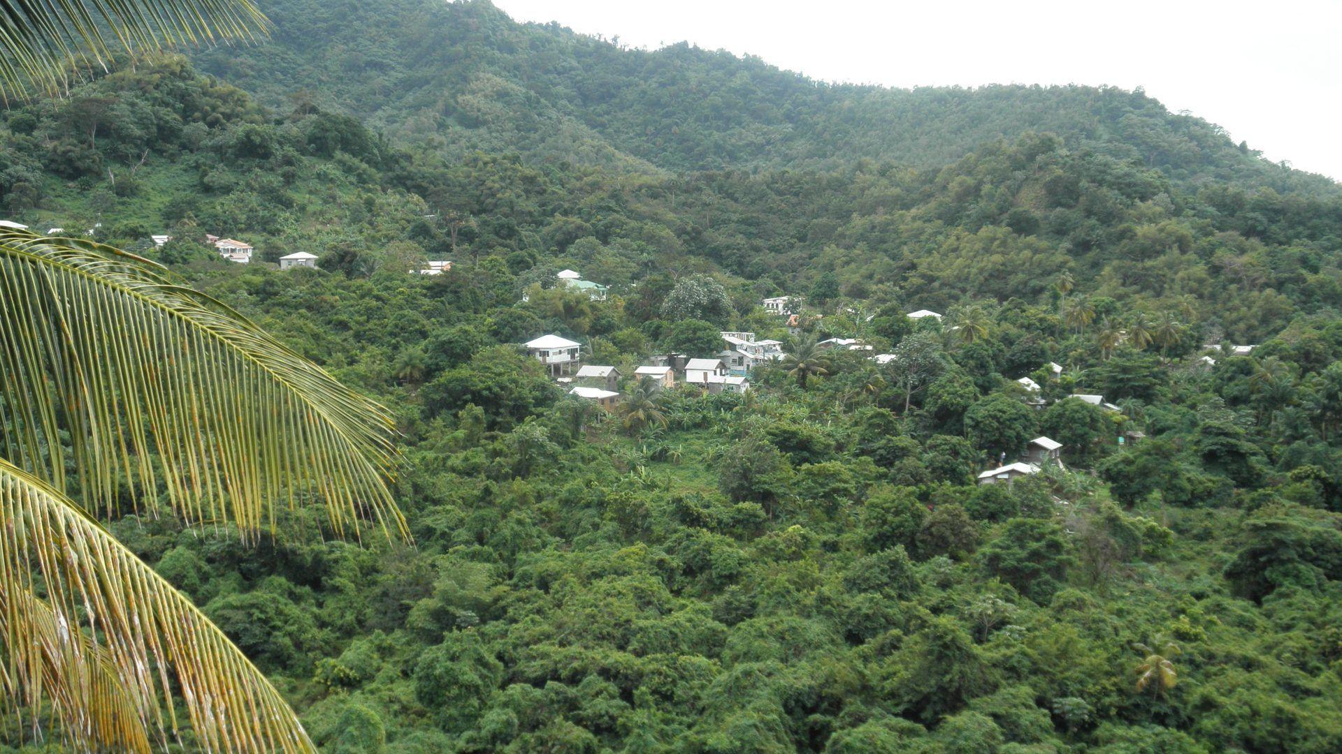 Forest St Lucia Village Photography Forests Green Trees Vacation