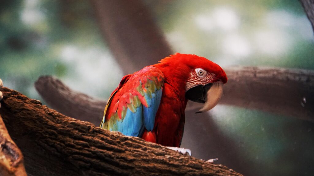 Macaw Parrot Closeup, 2K Birds, k Wallpapers, Wallpaper, Backgrounds