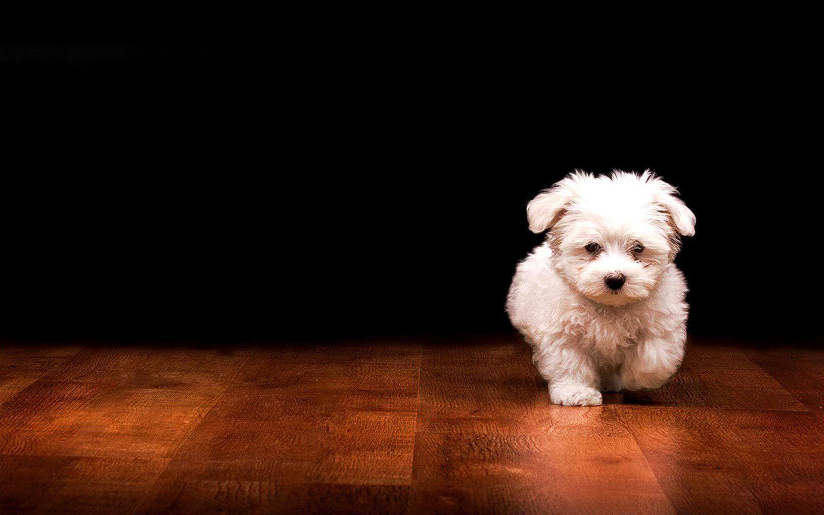 Hd Puppies Wallpapers