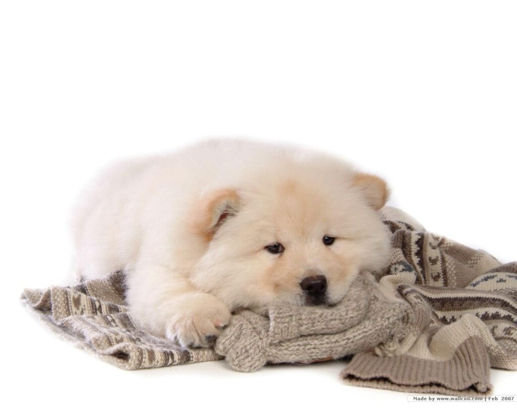 Puppies Wallpaper Chow Chow Puppy Wallpapers 2K wallpapers and backgrounds