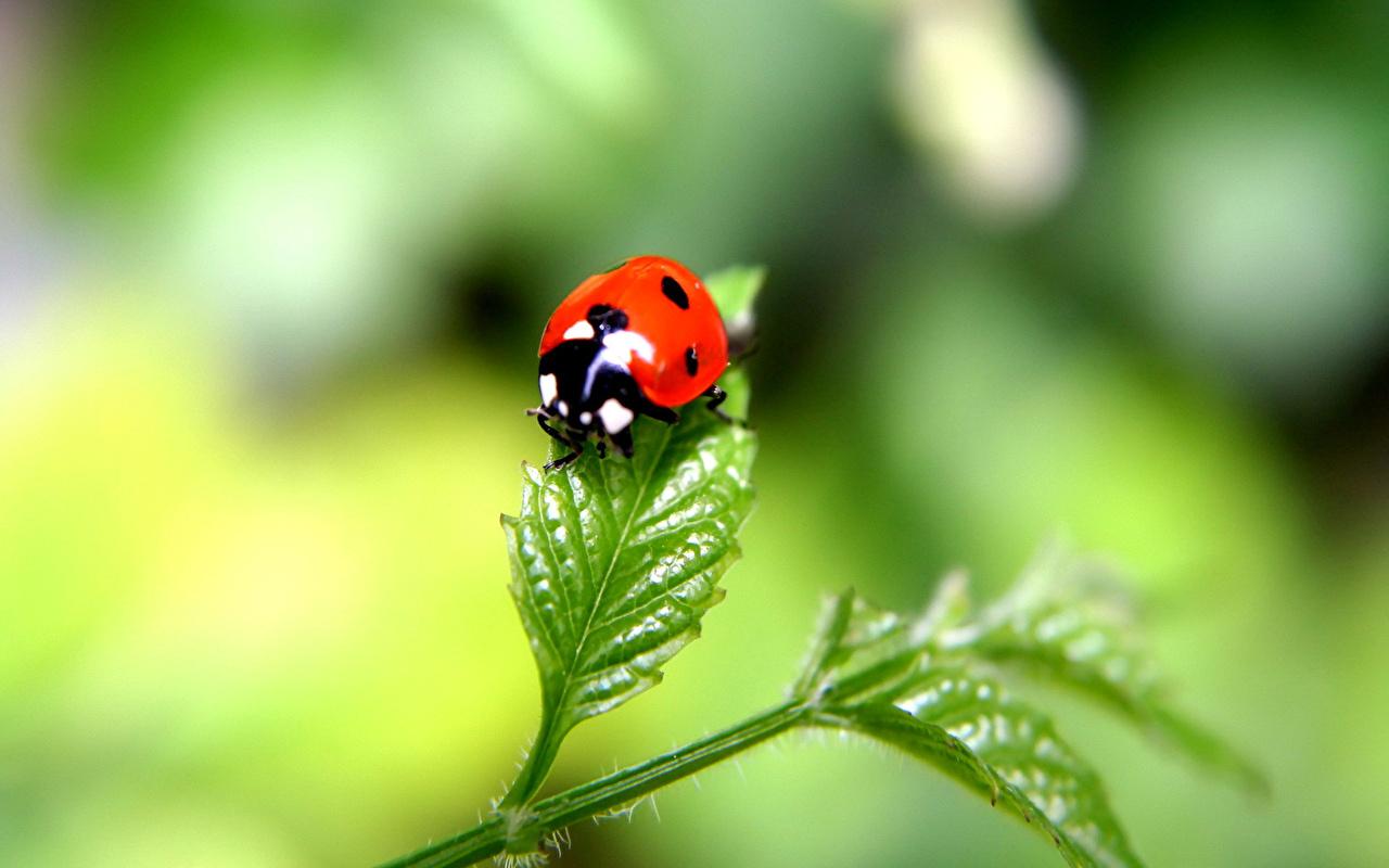 Desk 4K Wallpapers Lady beetle Insects Animals