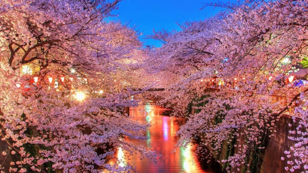 Cherry Blossoms in Tokyo wallpapers