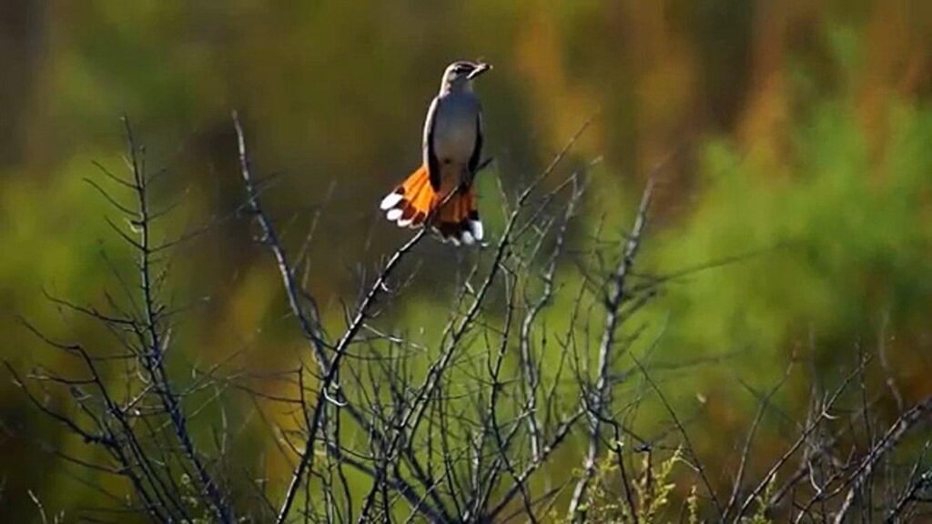 Соловей тугайный Rufous Bush Robin Cercotrichas galactotes