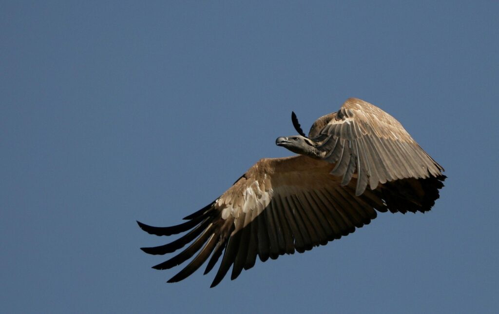 Wallpapers – Cape Vulture in flight