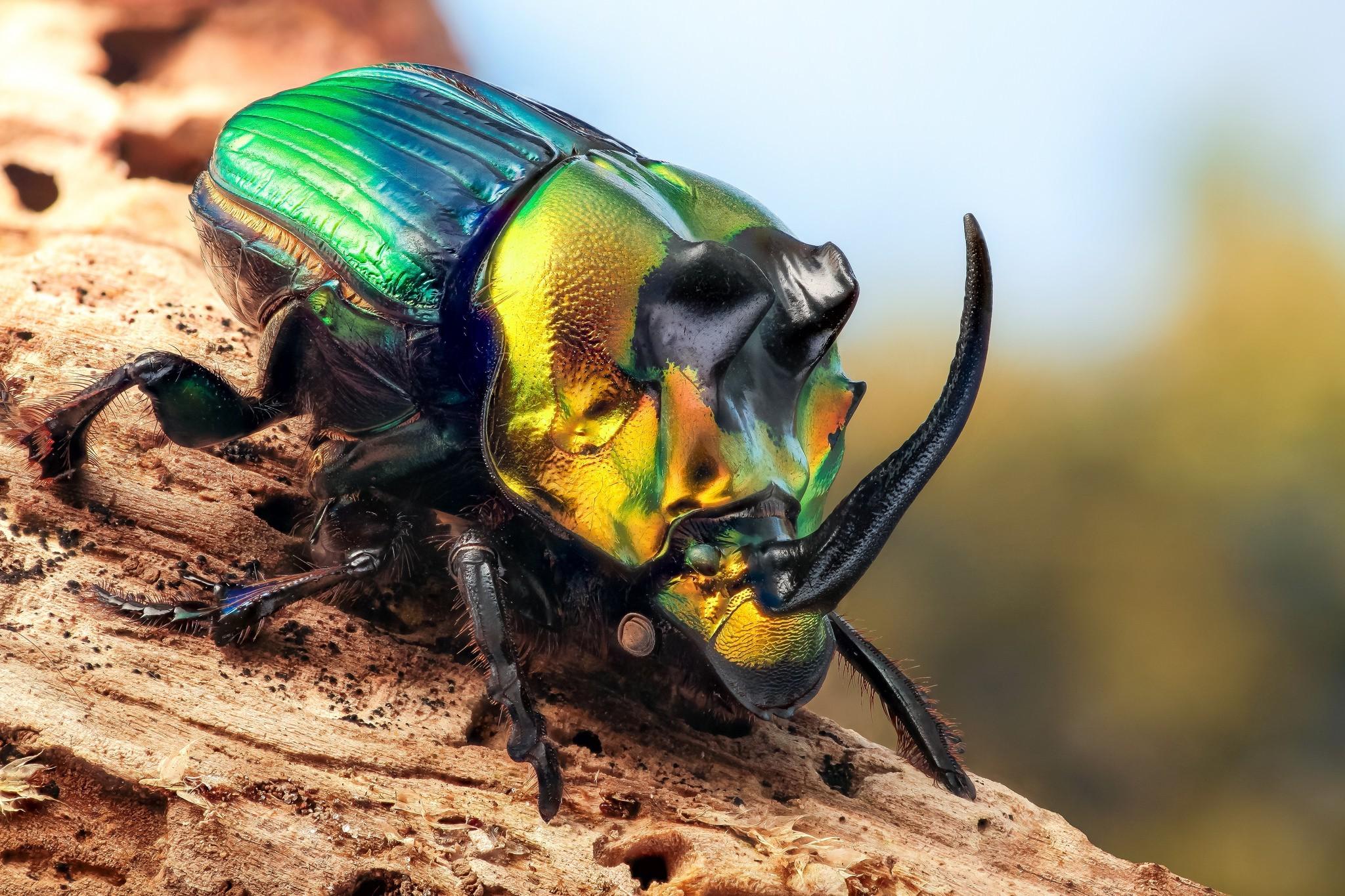 Animals insect beetles macro wallpapers and backgrounds