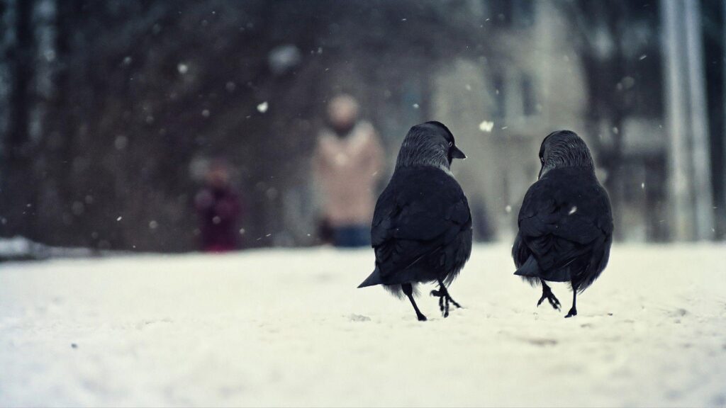 HD Crows Backgrounds