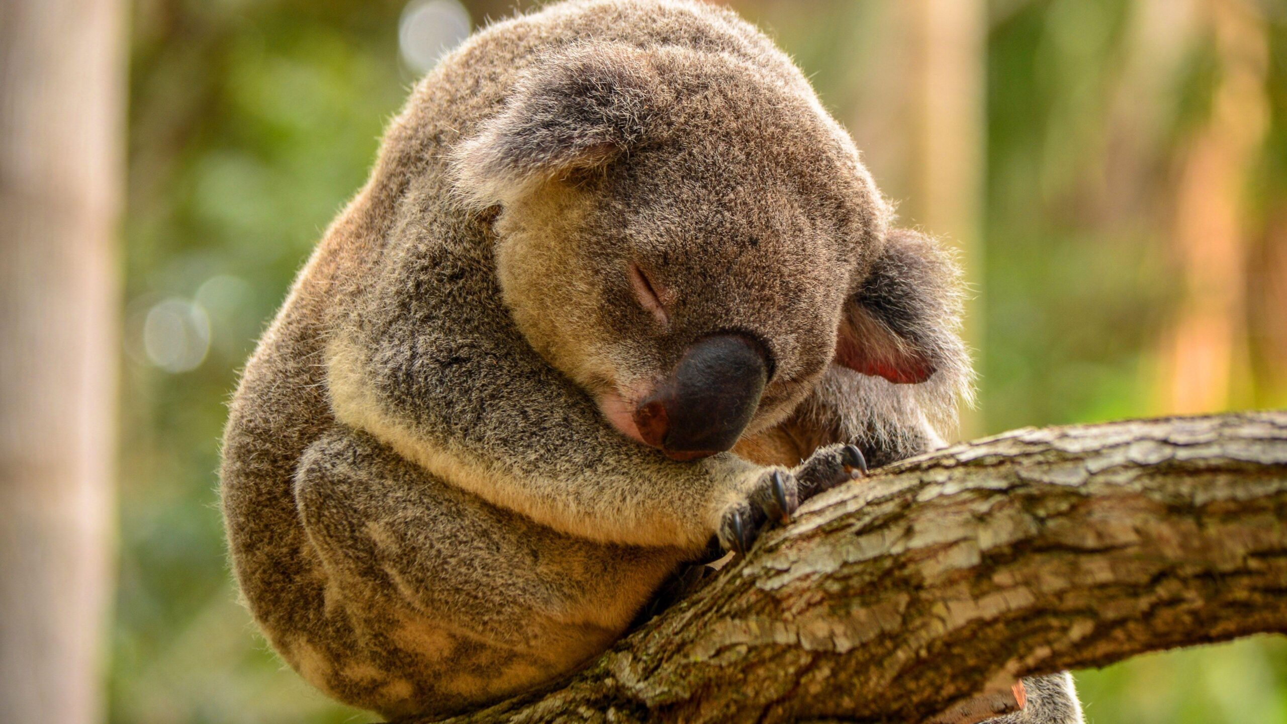 Hd Sleeping Koala Wallpapers