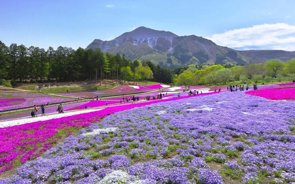 This Japanese Flower Festival Almost Doesn’t Look Real