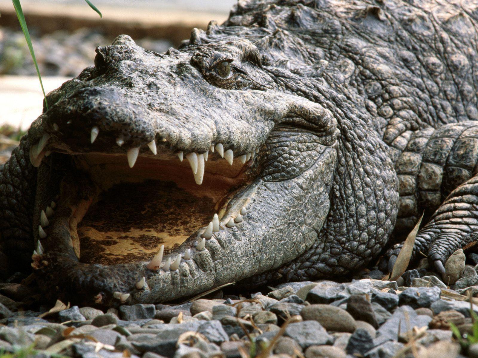 Animals Wallpaper Crocodile 2K wallpapers and backgrounds photos