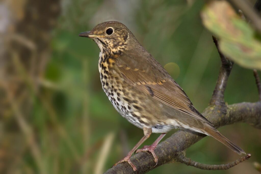 Best Thrush Wallpapers on HipWallpapers
