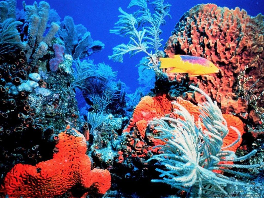 Coral Reef Florida Keys Ocean Life Deluxe Wallpapers