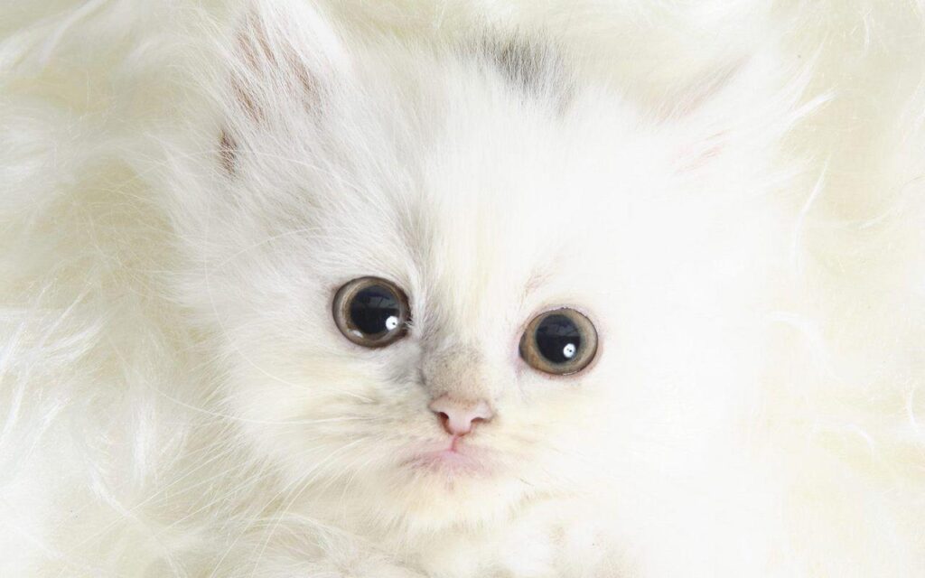 Cute Kittens Gif Backgrounds Wallpapers