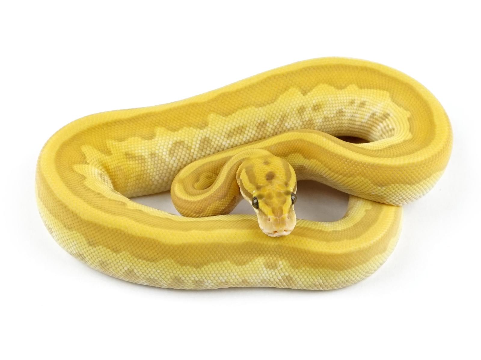 Banana Leopard Lesser Pastel – Markus Jayne Ball Pythons