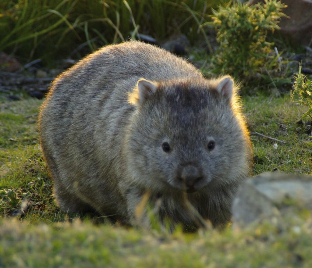 Wombat Wallpapers High Quality