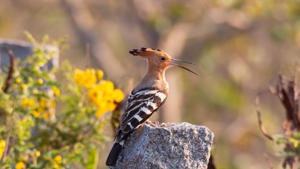 Indian Hoopoe k Ultra 2K Wallpapers