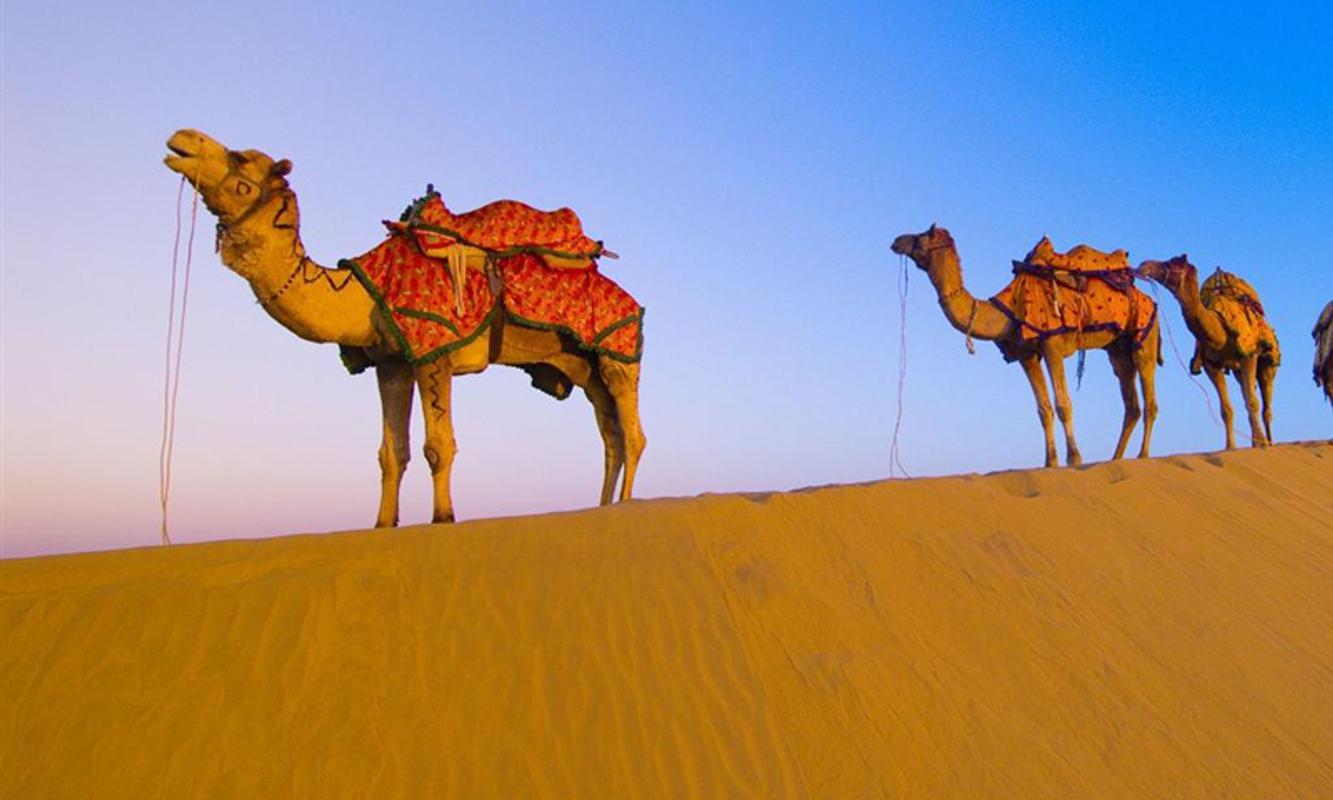 Camel wallpapers for Android