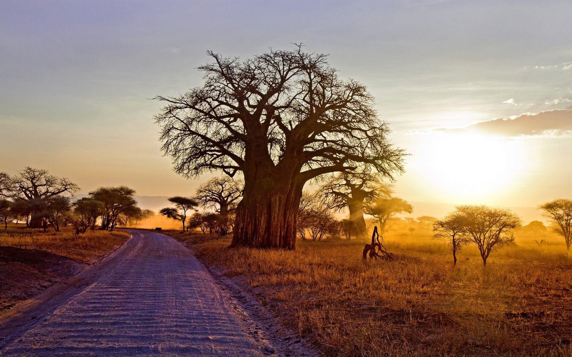 Landscape, Nature, Baobab Trees, Dry Grass, Dirt Road, Shrubs