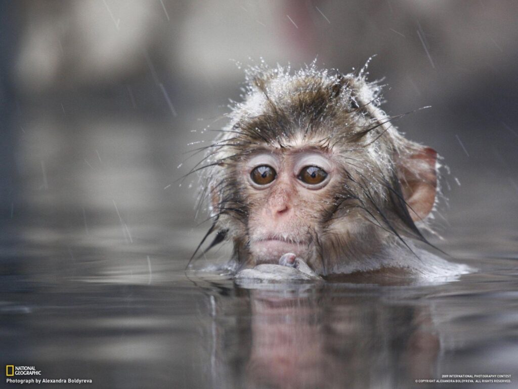 Animals For – Cute Baby Monkey Wallpapers