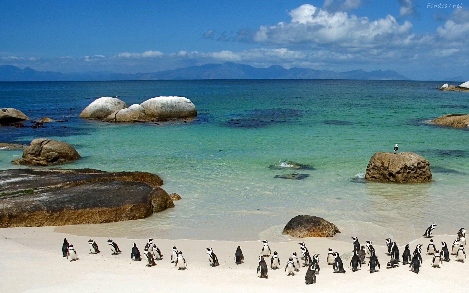 Penguins South Africa Wallpapers