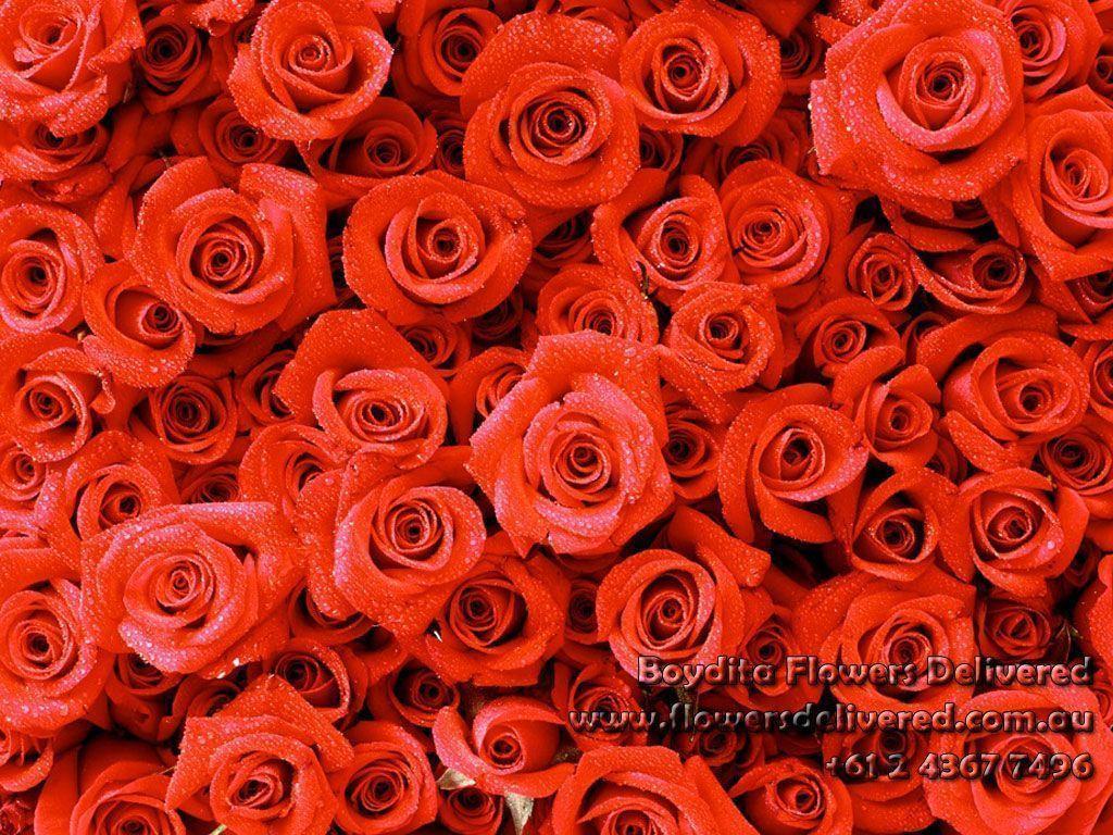 Red Roses Wallpapers Design Ideas – Rose Wallpapers Red Wallpapers