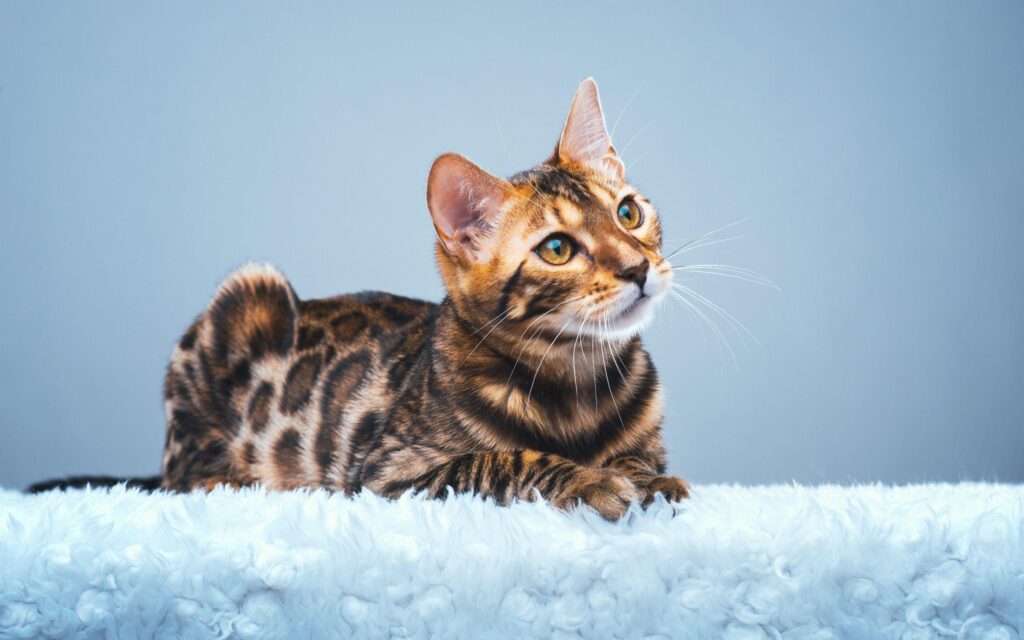 Bengal Cat 2K Wallpapers Themes