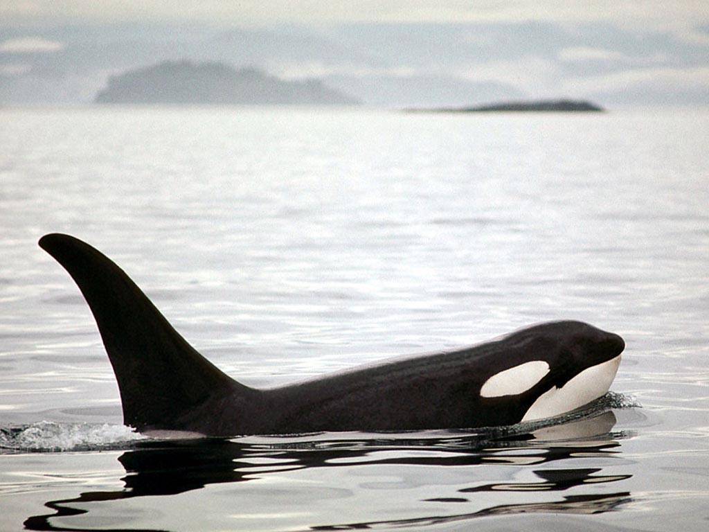 Animals For – Wild Orca Wallpapers