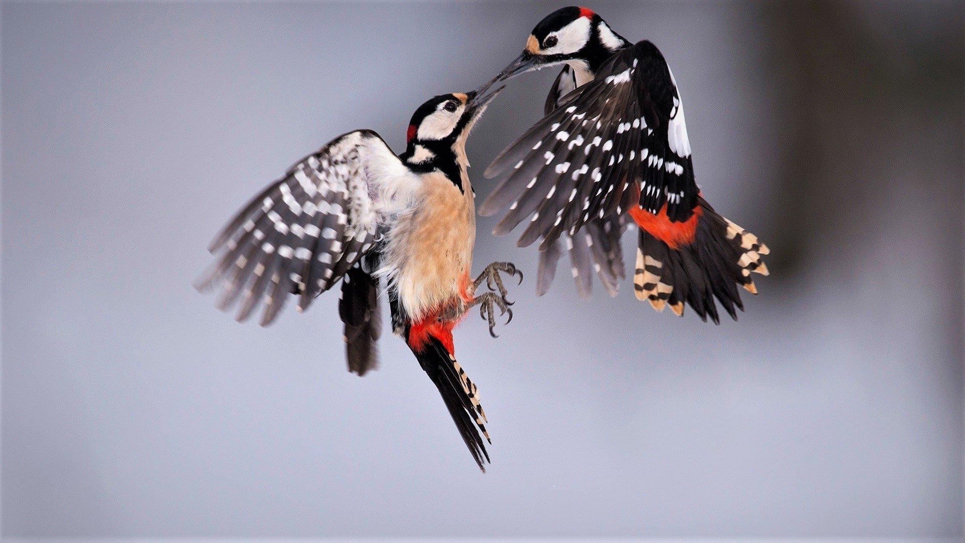 Great Spotted Woodpeckers 2K Wallpapers