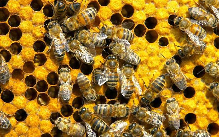 Download Bee Wallpapers on 2K Wallpapers